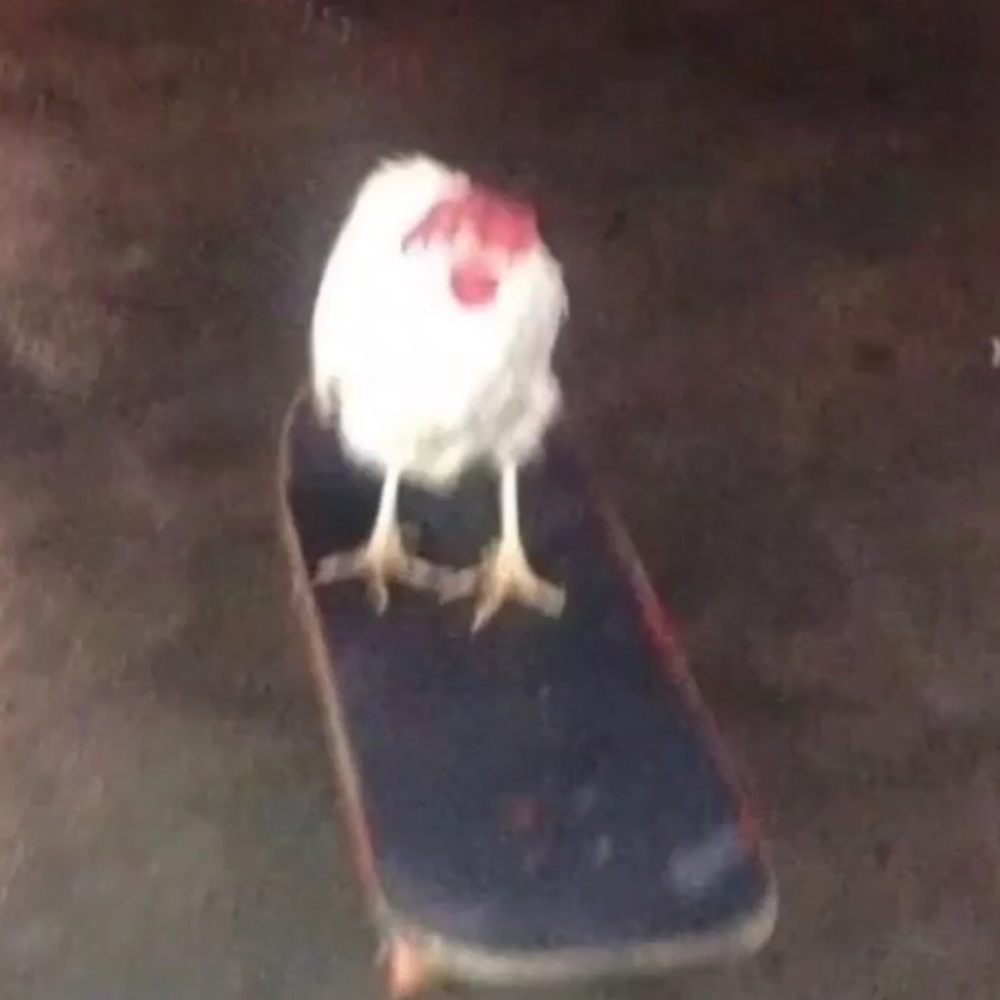 Meet your Posher, Kat